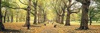 Framed Trees along a footpath in a park, Green Park, London, England