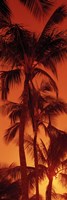 Framed Low angle view of palm trees at dusk, Hawaii