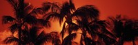 Framed Palm trees at dusk, Kalapaki Beach, Hawaii