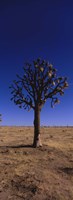 Framed Joshua tree (Yucca brevifolia) in a field, California, USA