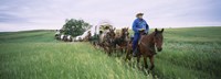 Framed Historical reenactment of covered wagons in a field, North Dakota, USA