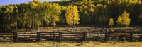 Framed Wooden fence and Aspen trees in a field, Telluride, San Miguel County, Colorado, USA