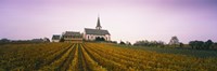 Framed Vineyard with a church in the background, Hochheim, Rheingau, Germany