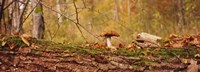 Framed Mushroom on a tree trunk, Baden-Wurttemberg, Germany