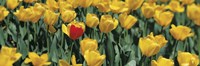 Framed Yellow tulips in a field