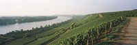 Framed Vineyards along a river, Niersteiner Hang, Rhine River, Nackenheim, Mainz-Bingen, Rheinhessen, Rhineland-Palatinate, Germany