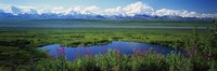 Framed Fireweed flowers in bloom by lake, distant Mount McKinley and Alaska Range in clouds, Denali National Park, Alaska, USA.