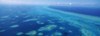 Framed Coral reef in the sea, Belize Barrier Reef, Ambergris Caye, Caribbean Sea, Belize