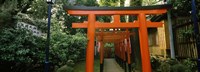 Framed Torii Gates in a park, Ueno Park, Taito, Tokyo Prefecture, Kanto Region, Japan