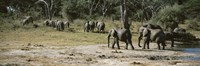 Framed African elephants (Loxodonta africana) in a forest, Hwange National Park, Matabeleland North, Zimbabwe