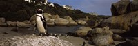 Framed Colony of Jackass penguins on the beach, Boulder Beach, Cape Town, Western Cape Province, Republic of South Africa
