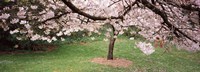 Framed Cherry Blossom tree in a park, Golden Gate Park, San Francisco, California, USA