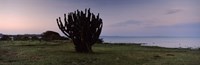Framed Silhouette of a cactus at the lakeside, Lake Victoria, Great Rift Valley, Kenya