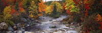 Framed Stream with trees in a forest in autumn, Nova Scotia, Canada