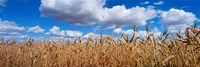 Framed Wheat crop growing in a field, near Edmonton, Alberta, Canada