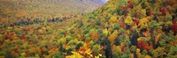 Framed Mountain forest in autumn, Nova Scotia, Canada