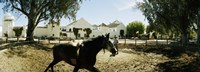 Framed Horse running in an paddock, Gerena, Seville, Seville Province, Andalusia, Spain