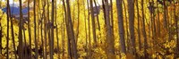 Framed Aspen tree trunks and foliage in autumn, Colorado, USA