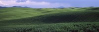 Framed Wheat field on a rolling landscape, near Pullman, Washington State, USA