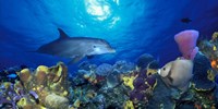 Framed Bottle-Nosed dolphin (Tursiops truncatus) and Gray angelfish (Pomacanthus arcuatus) on coral reef in the sea