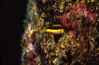 Framed Wrasse blenny in coral wall in the sea