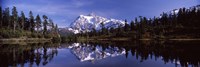 Framed Mt Shuksan Reflection at Picture Lake, North Cascades National Park