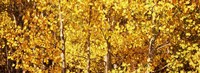 Framed Aspen trees with yellow foliage, Colorado, USA