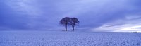 Framed Twin trees in a snow covered landscape, Warter Wold, Warter, East Yorkshire, England