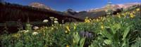 Framed Wildflowers in a forest, West Maroon Pass, Crested Butte, Gunnison County, Colorado, USA