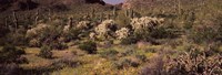 Framed Saguaro cacti (Carnegiea gigantea) on a landscape, Organ Pipe Cactus National Monument, Arizona, USA