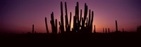 Framed Silhouette of Organ Pipe cacti (Stenocereus thurberi) on a landscape, Organ Pipe Cactus National Monument, Arizona, USA