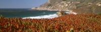 Framed Flowers on the coast, Big Sur, California, USA