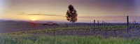 Framed Tree in a vineyard, Val D'Orcia, Siena Province, Tuscany, Italy