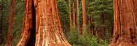 Framed Giant sequoia trees in a forest, California, USA