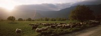 Framed Flock of sheep grazing in a field, Feneos, Corinthia, Peloponnese, Greece