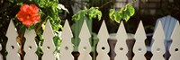 Framed White picket fence and red hibiscus flower along Whitehead Street, Key West, Monroe County, Florida, USA