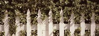 Framed White picket fence surrounded by bushes along Truman Avenue, Key West, Monroe County, Florida, USA