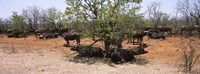 Framed Cape buffaloes resting under thorn trees, Kruger National Park, South Africa