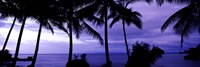 Framed Palm trees on the coast, Colombia (purple horizontal)