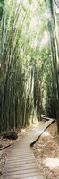 Framed Trail in a bamboo forest, Hana Coast, Maui, Hawaii, USA