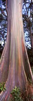 Framed Rainbow eucalyptus (Eucalyptus deglupta) tree, Hana Highway, Maui, Hawaii, USA