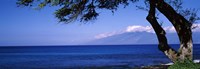 Framed Tree at a coast, Kapalua, Molokai, Maui, Hawaii, USA