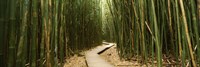 Framed Wooden path surrounded by bamboo, Oheo Gulch, Seven Sacred Pools, Hana, Maui, Hawaii, USA