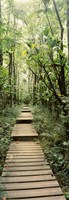 Framed Stepped path surronded by Bamboo shoots, Oheo Gulch, Seven Sacred Pools, Hana, Maui, Hawaii, USA