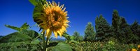 Framed Close up of a sunflower in a field, Hood River, Oregon