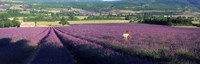 Framed Woman walking through fields of lavender, Provence-Alpes-Cote d'Azur, France