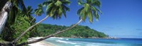 Framed Palm trees on the beach, Anse Severe, La Digue Island, Seychelles