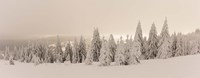 Framed Snow covered trees on a hill, Feldberg, Black Forest, Baden-Wurttemberg, Germany