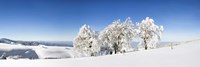 Framed Snow covered trees, Schauinsland, Black Forest, Baden-Wurttemberg, Germany