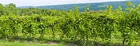 Framed Grapevines in a vineyard, Finger Lakes, New York State, USA
